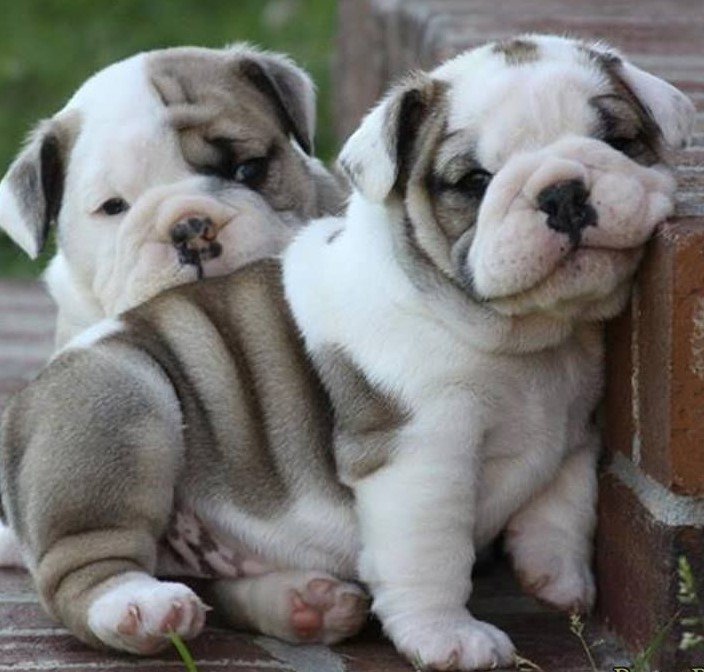 Order Female English bulldog Puppy from Ahmedabad